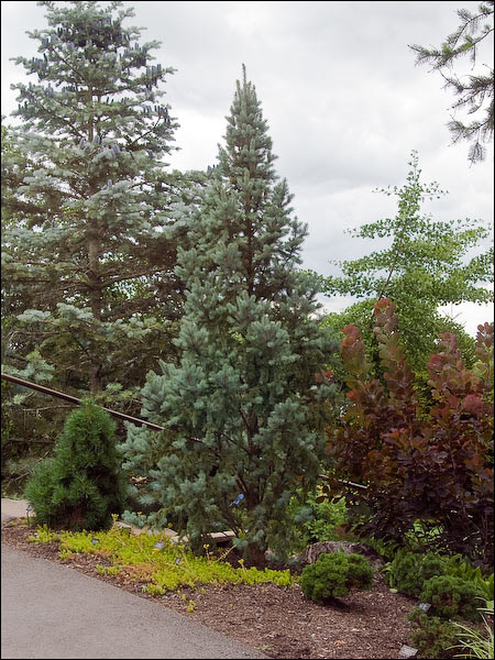 This plant was 3-4 feet wide by 12-15 feet high.